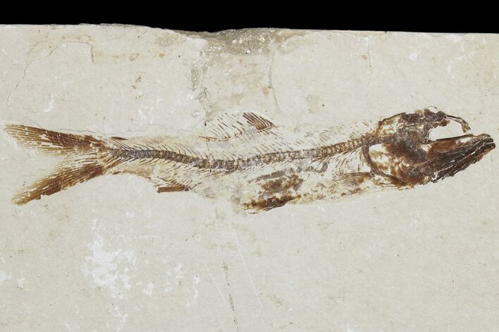 Cretaceous Fossil Fish (Davichthys) - Hakel, Lebanon #173129